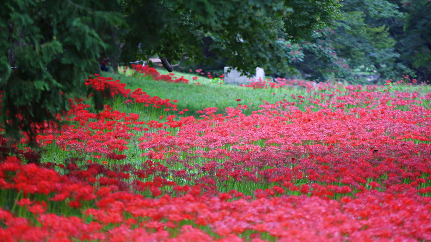 Red spider lily colony at Seonunsa