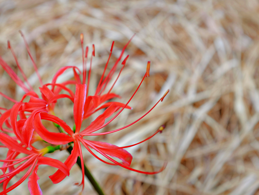 Single red spider lily with a blurred background