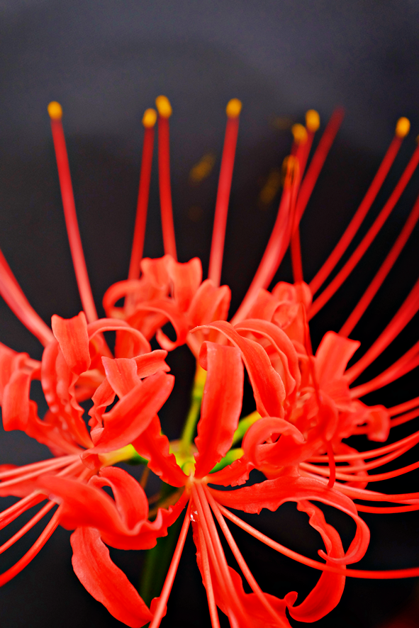 Red spider lily against a black background