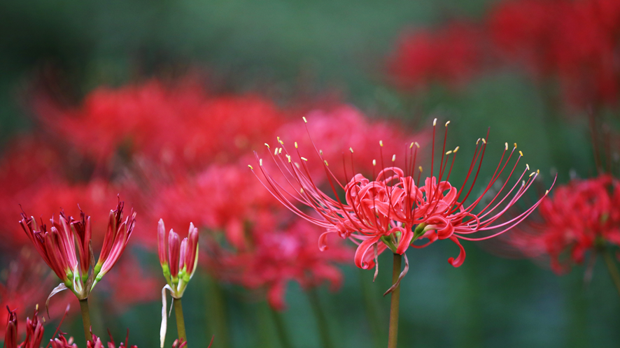 Red spider lily composed to one side