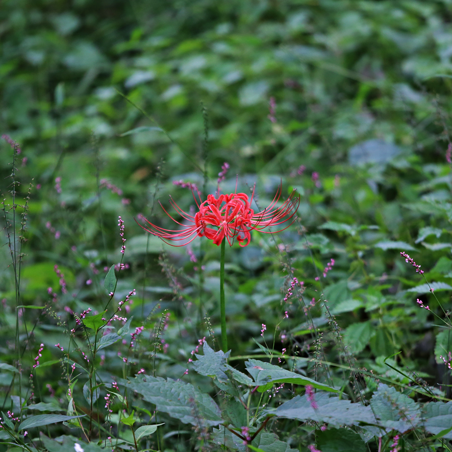 Red spider lily with balanced exposure